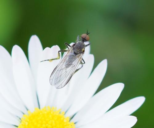 Empis sp.